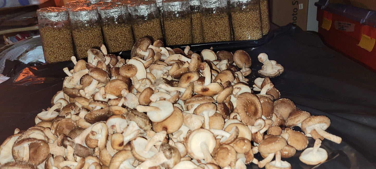 Shiitake