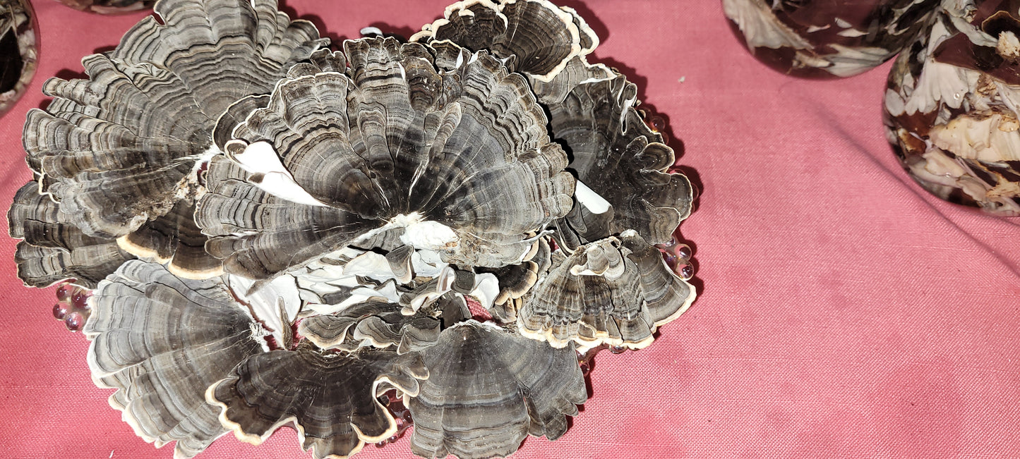 Cola de Pavo